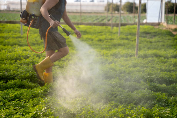 Best Wasp Removal Services  in Olmos Park, TX