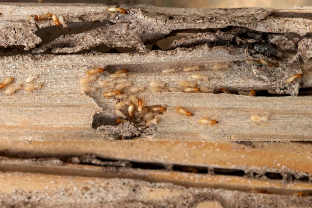 Trusted Olmos Park, TX Pest Control Experts